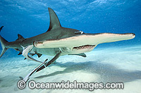 Great Hammerhead Shark (Sphyrna mokarran). Found throughout the world in tropical and warm temperate waters. Feeds on crustaceans, cephalopods, bony fishes, rays and smaller sharks. Photo taken at South Bimini, Bahamas, North Atlantic Ocean. Endangered.