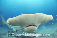 Great Hammerhead Shark (Sphyrna mokarran). Offshore Jupiter, Florida, United States.