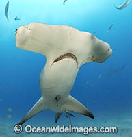 Great Hammerhead Shark (Sphyrna mokarran). Offshore Jupiter, Florida, United States.