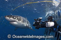 Divers in a specially built Shark Cage photographing a Great White Shark (Carcharodon carcharias). Also known as White Pointer and White Death. Guadalupe Island, Baja, Mexico, Pacific Ocean. Listed as Vulnerable Species on the IUCN Red List.