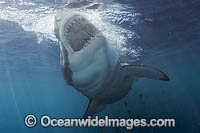 Great White Shark (Carcharodon carcharias) - with mouth open underwater. Also known as White Pointer and White Death. Guadalupe Island, Baja, Mexico, Pacific Ocean. Listed as Vulnerable Species on the IUCN Red List.