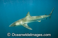 Dusky Shark (Carcharhinus obscurus). Also known as Black Whaler and Bronze Whaler. Found in tropical and warm temperate seas throughout the world. Photo taken offshore Jupiter, Florida, USA.