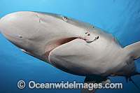 Dusky Shark (Carcharhinus obscurus), with hook in mouth. Also known as Black Whaler and Bronze Whaler. Found in tropical and warm temperate seas throughout the world. Photo taken off Florida, USA.