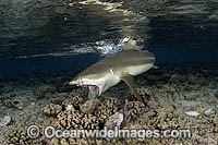 Blacktip Reef Shark (Carcharhinus melanopterus) - feeding on a discarded fish frame. Also known as Blacktip Shark. French Polynesia, South Pacific