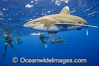 Divers with Oceanic Whitetip Shark (Carcharhinus longimanus). This pelagic shark is an aggressive species and is found worldwide in tropical and temperate seas. Photo was taken offshore Cat Island, Bahamas, Atlantic Ocean. Endangered on the IUCN Red List.