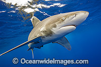 Oceanic Whitetip Shark (Carcharhinus longimanus). This pelagic shark is an aggressive species and is found worldwide in tropical and temperate seas. Photo was taken offshore Cat Island, Bahamas, Atlantic Ocean.Classified Endangered on the IUCN Red List.
