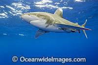 Oceanic Whitetip Shark (Carcharhinus longimanus). This pelagic shark is an aggressive species and is found worldwide in tropical and temperate seas. Photo was taken offshore Cat Island, Bahamas, Atlantic Ocean. Classified Endangered on the IUCN Red List.