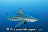 Sandbar Shark (Carcharhinus plumbeus). Also known as Thickskin Shark. Found in Tropical and Warm Temperate Seas of the world. Photo taken offshore Jupiter, Florida, USA. Classified as Vulnerable on the IUCN Red List.