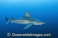 Sandbar Shark (Carcharhinus plumbeus). Also known as Thickskin Shark. Found in Tropical and Warm Temperate Seas of the world. Photo taken offshore Jupiter, Florida, USA. Classified as Vulnerable on the IUCN Red List.