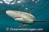 Silky Shark (Carcharhinus falciformis), with hook and line trailing from mouth. Circumtropical species, possibly occasionally venturing into warm temperate seas. Photo taken offshore Jupiter, Florida, USA.