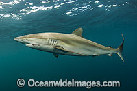 Silky Shark (Carcharhinus falciformis), with hook and line trailing from mouth. Circumtropical species, possibly occasionally venturing into warm temperate seas. Photo taken offshore Jupiter, Florida, USA.