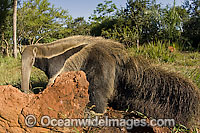 Captive Giant Anteater (Myrmecophaga tridactyla) in Mato Grosso do Sul, Brazil. This species is considered threatened due to habitat destruction.