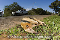 Southern Tamandua (Tamandua tetradactyla) also known as Collared Anteater, Lesser Anteater or Dwarf Anteater, killed by a car in Mato Grosso do Sul, Brazil.