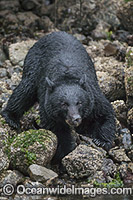 Black Bear (Ursus americanus vancouveri), searching for food at low tide along the beach in Clayoquot Sound, a UNESCO World Biosphere Reserve located near Tofino in the western coast of Vancouver Island, Bristish Columbia, Canada.