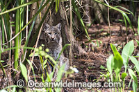Bobcat (Lynx rufus), resting in the shade of Green Cay Nature Preserve in suburban Delray Beach, Florida, United States.