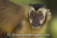 Brown Capuchin Monkey (Cebus apella) in Mato Grosso do Sul, Brazil (Amazon).