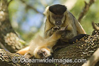 Brown Capuchin Monkey (Cebus apella) grooming young in Mato Grosso do Sul, Brazil (Amazon).