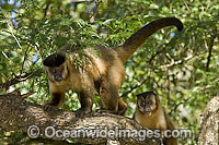 Brown Capuchin Monkey (Cebus apella) in Mato Grosso do Sul, Brazil (Amazon).