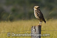 Burrowing Owl (Athene cunicularia) on fence post. Also known as Ground Owl, Prairie Dog Owl, Rattlesnake Owl, Howdy Owl, Cuckoo Owl, Tunnel Owl, Gopher Owl, and Hill Owl. Photographed in Mato Grosso do Sul, Brazil.