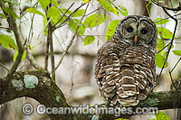 Barred Owl (Strix varia), photographed along the banks of the Loxahatchee River in Jupiter, Florida, USA. This owl species is common along the entire east coast of the United States.