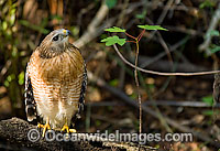 Red-shouldered Hawk (Buteo lineatus). Photo taken in the Fakahatchee Strand in the Florida Everglades, Florida, USA