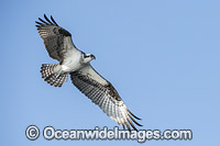Osprey (Pandion haliaetus), in flight. Photo taken at Blue Cypress Lake, located in Indian River County, Florida, United States.