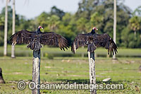 Turkey Vultures (Cathartes aura) drying their wings in the Pantanal in the Mato Grosso do Sul in Brazil.