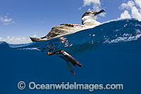 Great Shearwater (Puffinus gravis), photographed resting on the surface offshore Palm Beach, Florida, USA.