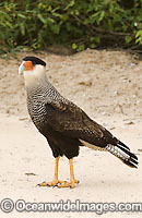 Southern Caracara (Caracara plancus) in the Pantanal in Mato Grosso do Sul, Brazil. This versatile bird of prey is known to both hunt and scavenge, especially by the Transpantaneira, a sand/mud road that cuts the world's largest swamp.