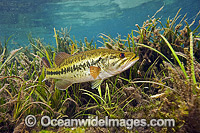 Large-mouth Bass (Micropterus salmoides), male protecting his nest in the Rainbow River in Northwest Florida, United States.