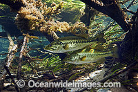 Large-mouth Bass (Micropterus salmoides), resting underneath thick vegetation and fallen branches in the Rainbow River in Dunnellon, Florida, USA.