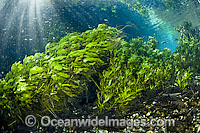 Pondweed (Potamogeton illinoensis) in a crystal clear spring in the state of Mato Grosso do Sul in Brazil.