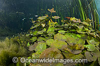 Water Lily (Nymphaea gardneriana) on the bottom of a jungle stream in Mato Grosso do Sul, Brazil