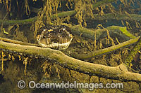 16ft. Green Anaconda (Eunectes murinus) photographed underwater in Mato Grosso do Sul, Brazil (Amazon). The Green Anaconda is the world's heaviest snake. It lives along river banks where it ambushes its prey.