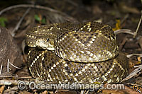 Neotropical Rattlesnake (Crotalus durissus) photographed in the jungle in Mato Grosso do Sul, Brazil