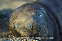 South American Sea Lion (Otaria flavescens) - two month old pup. Also known as Southern Sea Lion and Patagonian Sea Lion. Photo taken at Punta Norte, Peninsula Valdes, Argentina.
