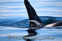 Orca, or Killer Whale (Orcinus orca) - showing dorsal fin on surface. Photo taken at Punta Norte, Peninsula Valdes, Argentina. Orca's are listed as Lower Risk on the IUCN Red List.
