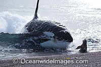 Orca, or Killer Whale (Orcinus orca) - approaching shore to attack a South American Sea Lion (Otaria flavescens). Photo taken at Punta Norte, Peninsula Valdes, Argentina. Orca's are listed as Lower Risk on the IUCN Red List. Sequence 7.
