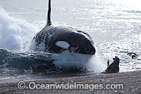 Orca, or Killer Whale (Orcinus orca) - approaching shore to attack a South American Sea Lion (Otaria flavescens). Photo taken at Punta Norte, Peninsula Valdes, Argentina. Orca's are listed as Lower Risk on the IUCN Red List. Sequence 8.