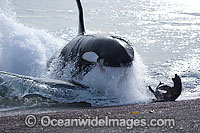 Orca, or Killer Whale (Orcinus orca) - approaching shore to attack a South American Sea Lion (Otaria flavescens). Photo taken at Punta Norte, Peninsula Valdes, Argentina. Orca's are listed as Lower Risk on the IUCN Red List. Sequence 9.