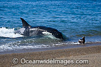 Orca, or Killer Whale (Orcinus orca) - approaching shore to attack a South American Sea Lion (Otaria flavescens). Photo taken at Punta Norte, Peninsula Valdes, Argentina. Orca's are listed as Lower Risk on the IUCN Red List. Sequence 1.