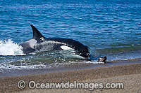 Orca, or Killer Whale (Orcinus orca) - approaching shore to attack a South American Sea Lion (Otaria flavescens). Photo taken at Punta Norte, Peninsula Valdes, Argentina. Orca's are listed as Lower Risk on the IUCN Red List. Sequence 2.