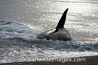 Orca, or Killer Whale (Orcinus orca) - approaching shore to attack a South American Sea Lion (Otaria flavescens). Photo taken at Punta Norte, Peninsula Valdes, Argentina. Orca's are listed as Lower Risk on the IUCN Red List.