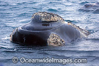 Southern Right Whale (Eubalaena australis) - showing horny growth of 'callosities' on and around the head. Southern Australia. Listed as Vulnerable on the IUCN Red List.