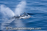 Humpback Whale (Megaptera novaeangliae) - blowing on the surface. Found throughout the world's oceans in both tropical and polar areas, depending on the season. Classified as Vulnerable on the IUCN Red List.