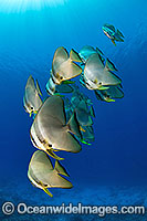 Round Batfish (Platax teira). Cocos (Keeling) Islands, Australia. Found throughout Indo-West Pacific.