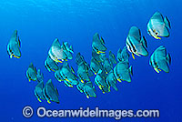 Round Batfish (Platax teira). Cocos (Keeling) Islands, Australia. Found throughout Indo-West Pacific.