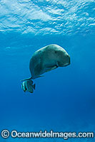 Dugong (Dugong dugon) - swimming with a batfish. Cocos (Keeling) Islands, Australia. Dugongs can be found in warm coastal waters from East Africa to Australia. Also known as Sea Cow. Classified Vulnerable on the IUCN Red List. Now a Protected species.