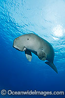 Dugong (Dugong dugon). Cocos (Keeling) Islands, Australia. Dugongs can be found in warm coastal waters from East Africa to Australia. Also known as Sea Cow. Classified Vulnerable on the IUCN Red List. Now a Protected species.