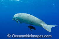 Dugong (Dugong dugon) - swimming with a batfish. Cocos (Keeling) Islands, Australia. Dugongs can be found in warm coastal waters from East Africa to Australia. Also known as Sea Cow. Classified Vulnerable on the IUCN Red List. Now a Protected species.